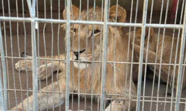 پنجاب: غیرقانونی جانور پالنے والوں کے خلاف کریک ڈاؤن، 13 شیر برآمد، 5 افراد گرفتار