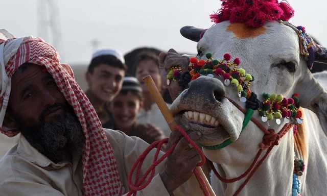 قربانی کے جانوروں کے دانتوں کی پہچان کیسے کی جاتی ہے؟