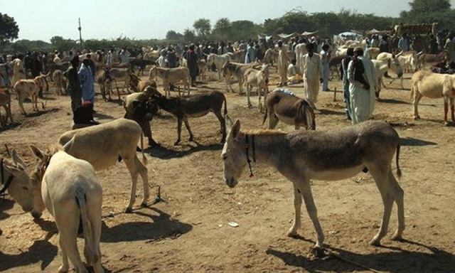 ملک میں گدھوں کی تعداد میں اضافہ، پاکستان میں مویشیوں کی کل تعداد کتنی ہوگئی؟