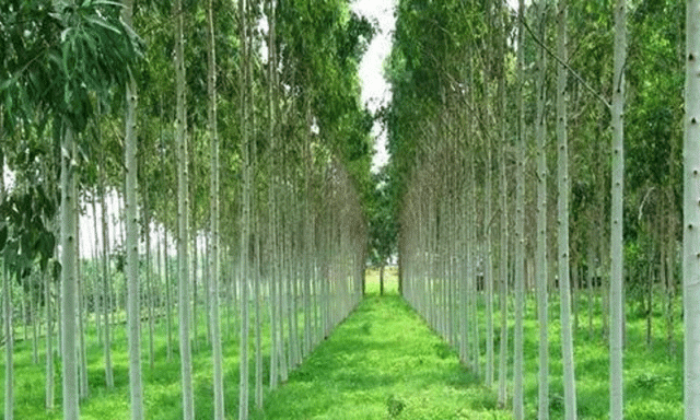 سفیدہ کا درخت نعمت ہے یا زحمت؟