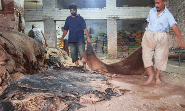 قربانی کی کھالیں کالعدم تنظیموں کو ہرگز نہ دیں، محکمہ داخلہ پنجاب کا انتباہ