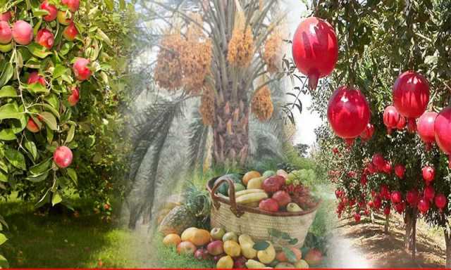 کیا کوئٹہ سے دیگر شہروں میں فروٹ کی آن لائن ڈیلیوری کی جاتی ہے؟
