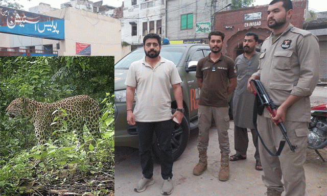 گوجرانوالہ: تھیم پارک میں وائلڈ لائف کی کارروائی، غیر قانونی طور پر رکھے گئے 4 نایاب چیتے برآمد