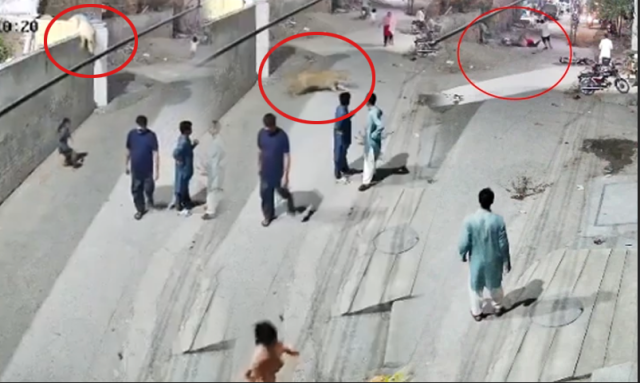 لاہور میں شیر کا شہریوں پر حملہ، ’شیر امیر لوگ رکھتے ہیں، امیروں کے لیے کونسا قانون ہے؟‘