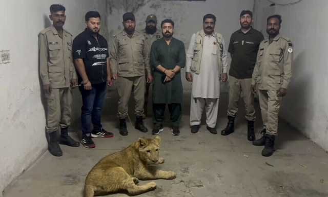 لاہور میں خاتون پر شیر کے حملے بعد کریک ڈاؤن، 13 شیر برآمد