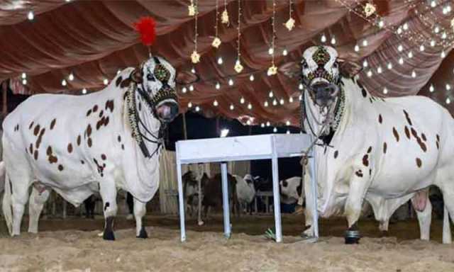 اس مرتبہ قربانی کے جانوروں کے ریٹ کیا ہوں گے؟