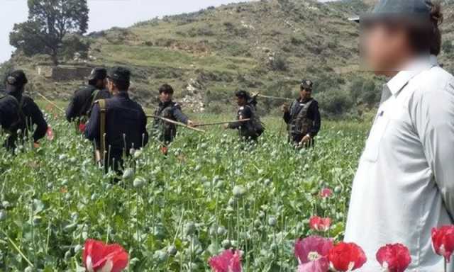 دکی میں پوست کی غیر قانونی کاشت پر بڑی کارروائی، 75 زمینداروں کے نام فورتھ شیڈول میں شامل