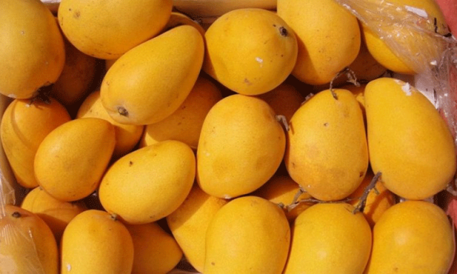 کیا آم ذیابطیس کے مریضوں کے لیے نقصان دہ ہیں؟