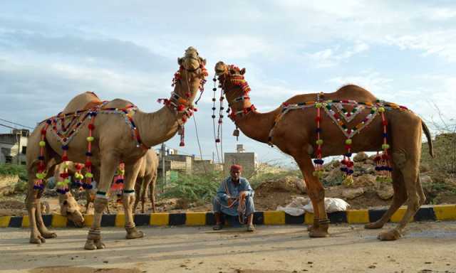 عید قرباں: پاکستان کی معیشت کو کتنا فائدہ ہوتا ہے؟