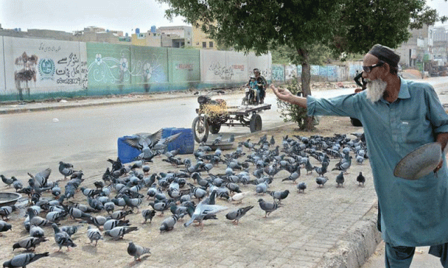 کراچی میں کبوتروں سے پھیلنے والی پھیپھڑوں کی بیماری میں اضافہ، خواتین زیادہ متاثر