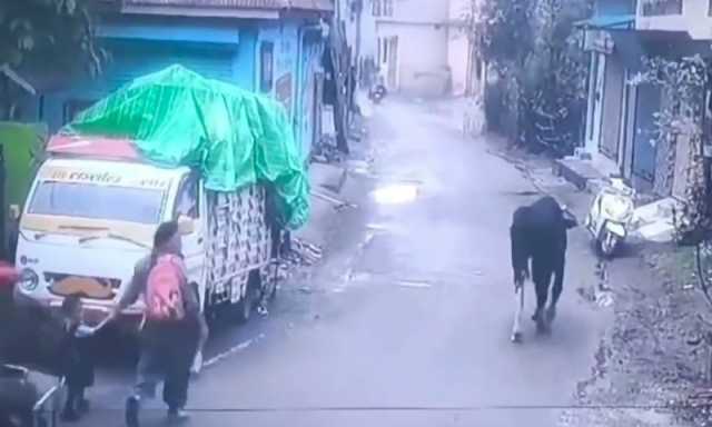 بیل اسکوٹی ڈرائیور بن گیا، تیز ترین سفر کی وائرل ویڈیو پر سب حیران
