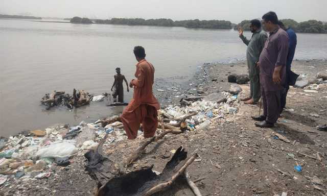 کراچی میں مینگروز کاٹنے پر پہلا مقدمہ درج، کتنی سزا ہو سکتی ہے؟