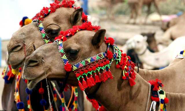 پاکستان سے اونٹنی کے دودھ کا پاؤڈر چین کو برآمد، اہم معاشی سنگِ میل