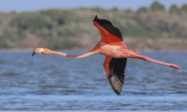 فلیمنگو پر 40 سالہ تحقیق سے بڑھاپے کو شکست دینے کا راز سامنے آگیا