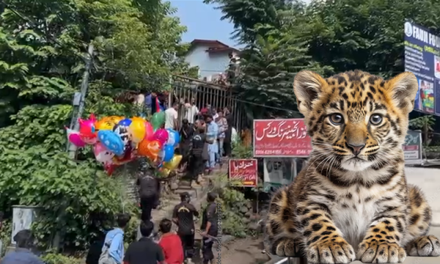 تیندوا شہری آبادی میں داخل، مظفرآباد میں خوف و ہراس