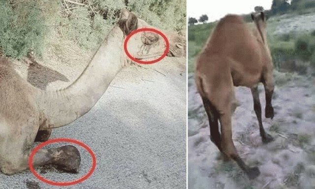 کھیت میں گھسنے پر ایک اور اونٹ بہیمانہ تشدد کا شکار، مقدمہ درج