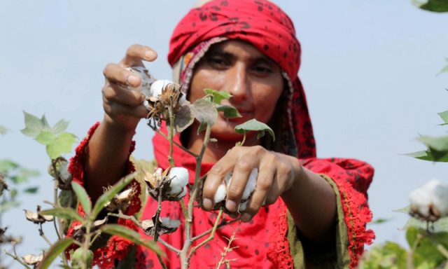 کپاس دنیا کے کتنے  خاندانوں کی روزی کا ذریعہ، پیداوار میں پاکستان کا مقام؟