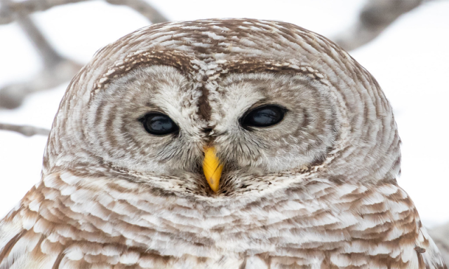 امریکا میں الو بڑھ گئے، محکمہ داخلہ کا سخت کارروائی کا فیصلہ