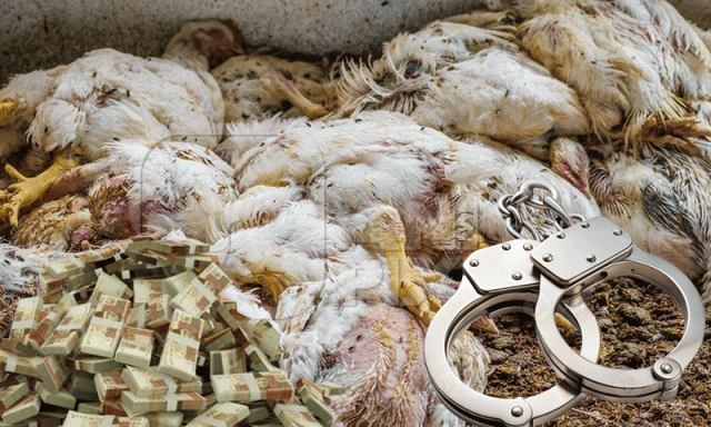 مردہ مرغیوں کا گوشت فروخت کرنے والا دھر لیا گیا، 4 سال قید، 10 لاکھ جرمانہ