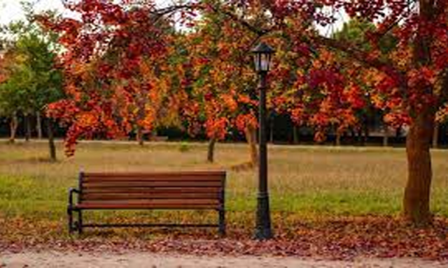 صرف 20 منٹ فطرت میں گزارنا آپ کی صحت کو بہتر بنا سکتا ہے