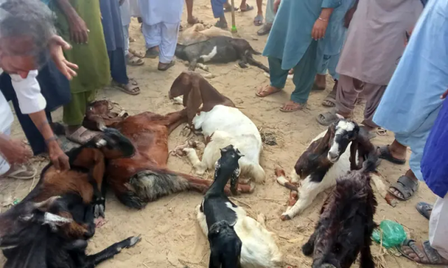 بھارتی فوج کی درندگی، سرحد پار کرنے والی 8 بکریاں ہلاک، 54 کی ٹانگیں توڑ دیں