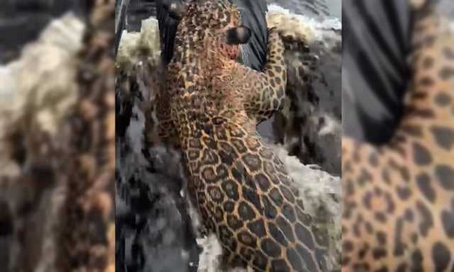 برازیل: دریا میں ڈوبتے جگوار کو بچا لیا گیا، جسم سے گولیوں کے ٹکڑے برآمد