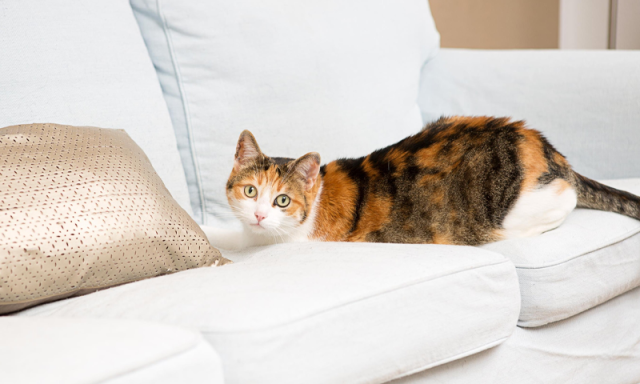 فرانس میں بلی کو گھر میں نظر بند کرنے کا فیصلہ، وجہ کیا بنی؟