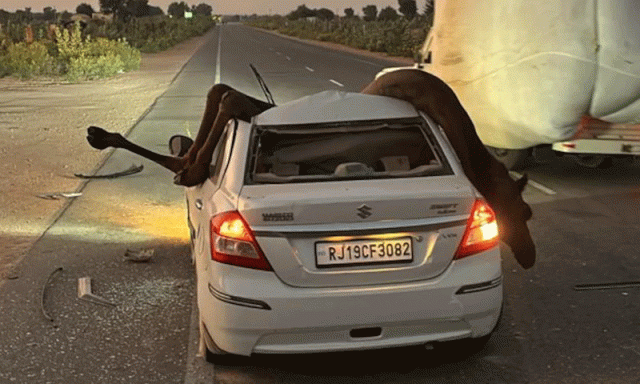 راجستھان میں کار اور اونٹ کا خوفناک حادثہ، ویڈیو وائرل