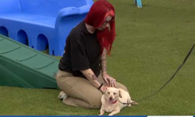 مسی سپی، لاپتا پالتو کتیا 5 سال بعد مالکن کو مل گئی