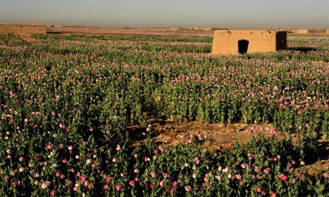 دنیا بھر میں پائی جانے والی افیون کا کتنا فیصد افغانستان میں اگ رہا ہے؟