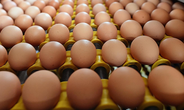 آپ جو انڈہ کھا رہے ہیں وہ اصلی ہے یا نقلی؟ فیکٹری میں بنے جعلی انڈوں کی ویڈیو وائرل