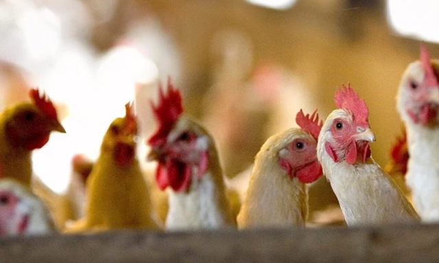 یورپ بھر میں مرغیوں کو ڈربوں میں بند رکھنے کا حکم، سبب کیا ہے؟
