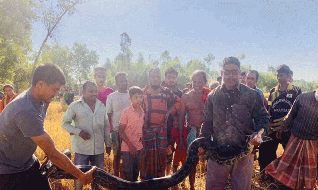 بنگلہ دیش، کھیت سے ملنے والے اژدھے کی جنگل میں محفوظ منتقلی