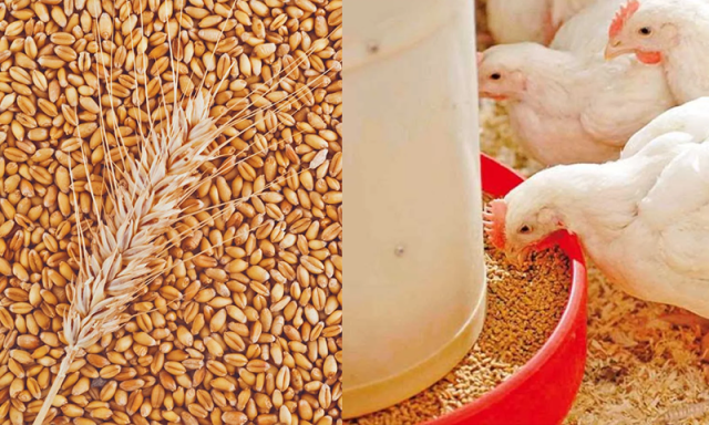 پنجاب میں فیڈ ملز کو گندم کے استعمال سے مزید 30 روز کے لیے روک دیا گیا