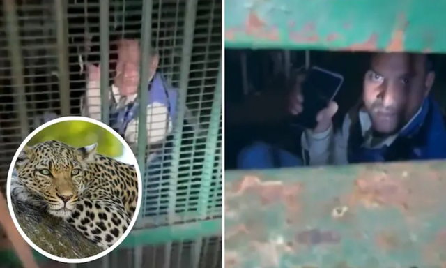 پنجرا خونخوار تیندوے کے لیے تھا پھنس پردیپ گیا لیکن کیسے؟