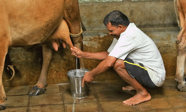 بھارت میں ’گوبر دودھ‘ کی فروخت پر ہنگامہ کھڑا ہوگیا