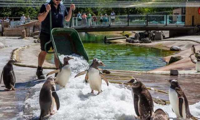 لندن کے سی لائف ایکویریم میں پینگوئنز کی طویل قید، برطانوی ارکان پارلیمان کا رہائی کا مطالبہ