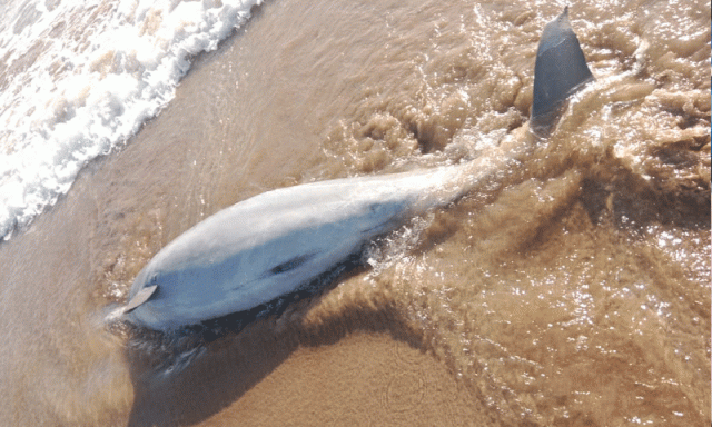 پسنی کے ساحل پر نایاب اسپنر ڈولفن مردہ حالت میں برآمد، ڈبلیو ڈبلیو ایف کا اظہار تشویش