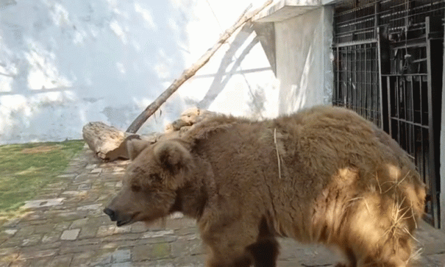 رانو ریچھ کی جہاز میں اسلام آباد آمد، پھول کی پتیوں سے استقبال کے بعد وائلڈ لائف سینٹر منتقل