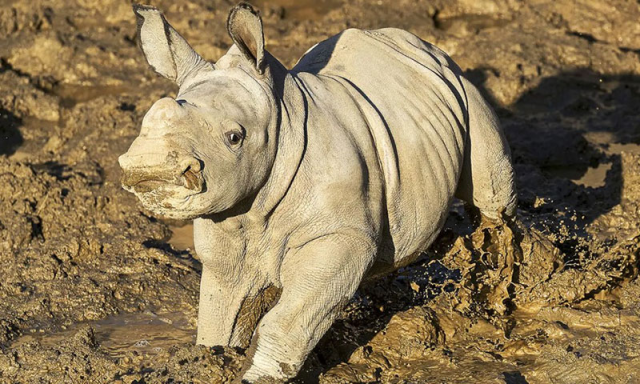 ’یورپی تحفظاتی پروگرام‘ کے لیے بڑی کامیابی، اسپین میں نایاب گینڈے کی پیدائش