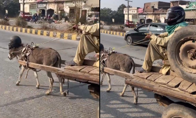 چالان سے بچنے کے لیے گدھے نے بھی ہیلمٹ پہن لیا، دلچسپ ویڈیو سامنے آگئی