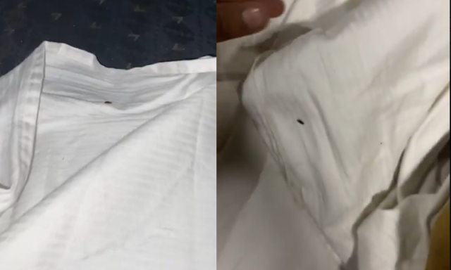 کراچی سے لاہور جانے والی گرین لائن میں کھٹملوں کی بھرمار، ویڈیوز وائرل