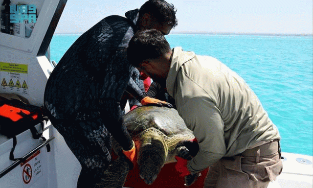 آبی حیات کے تحفظ میں اہم سنگِ میل، سعودی عرب میں کچھوؤں کی سیٹلائٹ ٹریکنگ کا آغاز