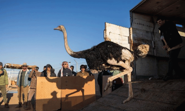 حیاتیاتی تنوع کا فروغ، سعودی عرب میں 35 نایاب جانوروں کی واپسی