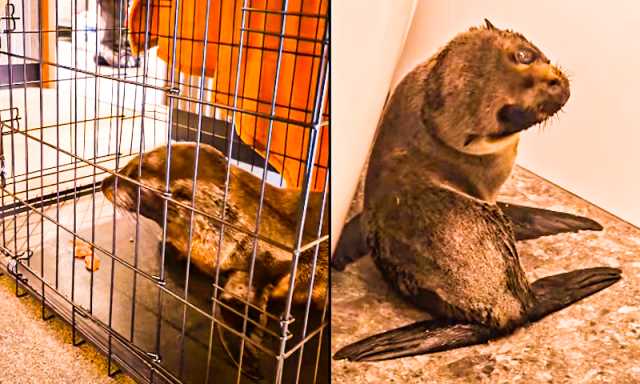 نیوزی لینڈ کی بار میں فرسیل کی آمد نے لوگوں کو حیران کردیا