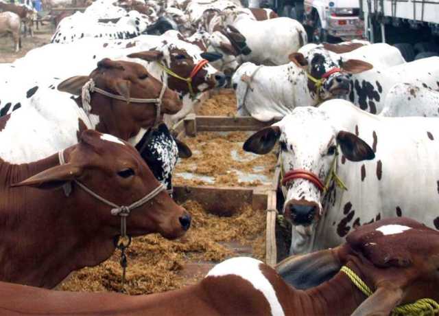 کراچی، پولیس کی وردی پہنے ملزمان نے جانور خریدنے جانیوالے قصابوں سے 95 لاکھ لوٹ لئے