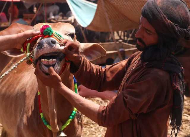 کراچی میں غیر قانونی مویشی منڈیاں قائم کرنے پر ایک ماہ کیلئے پابندی عائد
