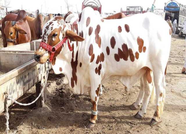 کراچی کی مویشی منڈیوں میں قربانی کے جانوروں کی قیمتیں آسمان پر پہنچ گئیں