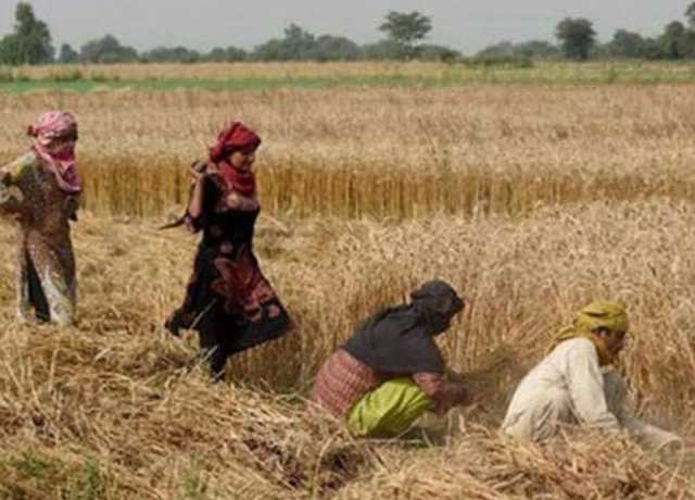 سندھ کا وفاق اور آئی ایم ایف سے زرعی شعبے پر مزید ٹیکسز نہ لگانے کا مطالبہ