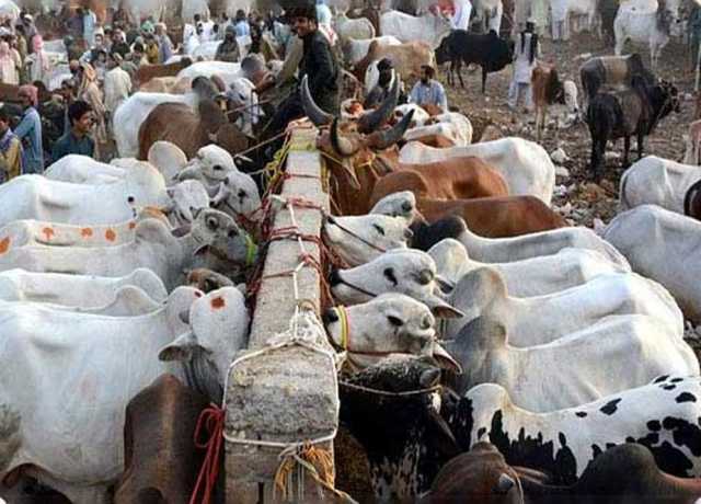 کوئٹہ، جانوروں کو کانگو وائرس کی روک تھام کیلئے ضلعی اتنظامیہ کیجانب سے اقدامات